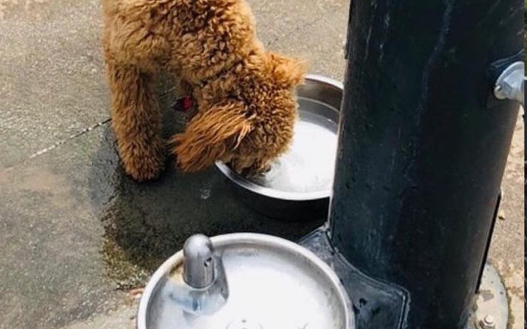 Dog Parks Winterized for the Season